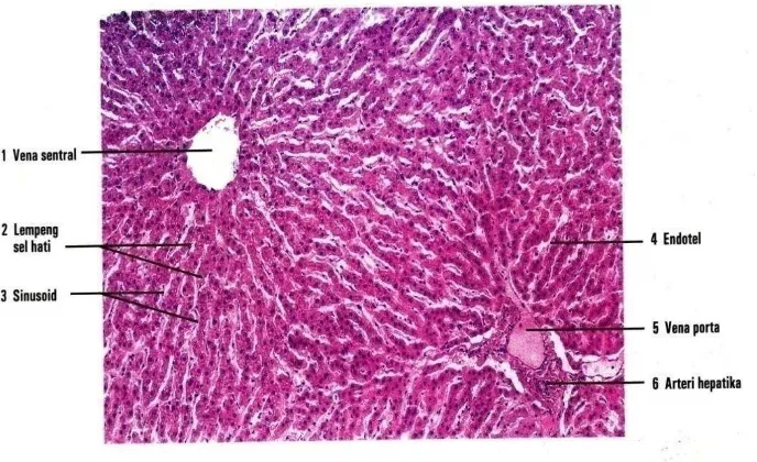 Gambar 5. Gambaran mikroskopik dengan perbesaran 30x hati manusia (Eroschenko, 2010). 