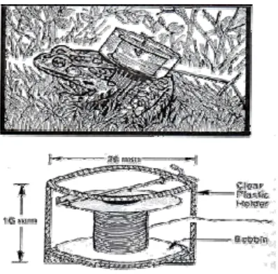 Gambar 4.  Metode Pemasangan Tali di Punggung Katak (Dole 1965). 