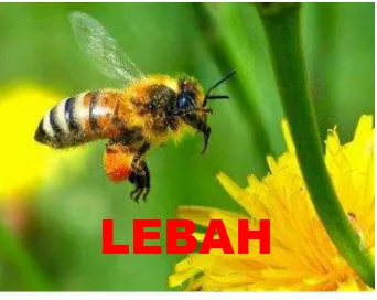 Gambar 9. Video Mengenai Lebah dan Bagian-Bagian Utama Tubuh Lebah 