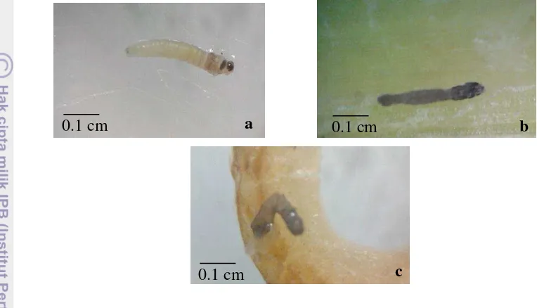 Gambar 3 Gejala yang terjadi pada larva 1 S. incertulas akibat perlakuan dengan 