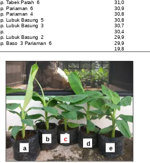 Tabel  5.   Jumlah daun bibit pisang setelah aplikasi Streptomyces sp.