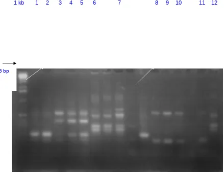 Gambar 1.  Konfirmasi Streptomyces sp. dengan PCR memakai primer 2 dan 3. 