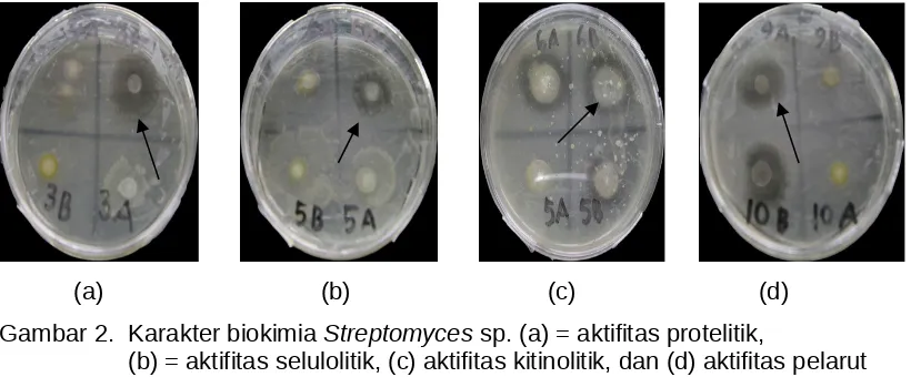 Tabel 1.   Aktivitas proteolitik, selulolitik, kitinolitik dan pelarut fosfat isolat-isolat                 Streptomyces sp.