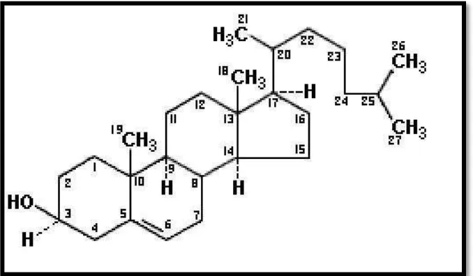 Gambar 2.1. Struktur Kolesterol (Guyton dan Hall, 2007) 