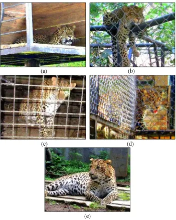 Gambar 1   Individu macan tutul di Taman Satwa Cikembulan: (a) Jagur; (b) Ompong; (c) Mayang dan Bulan; (d) Sikuning; dan (e) Ibel 