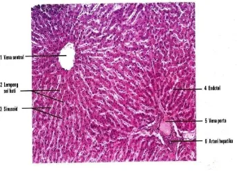 Gambar 7. Gambaran mikroskopik dengan perbesaran 30x hati manusia (Eroschenko, 2010) 