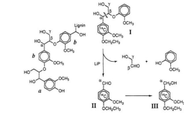 Gambar 3 Pemotongan Ikatan Cα-Cβ molekul lignin 
