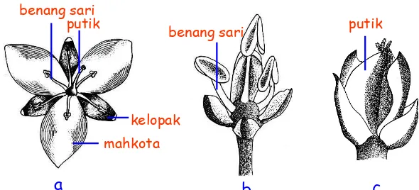 Gambar skematik dari bunga a.lengkap  b.jantan  c.betina