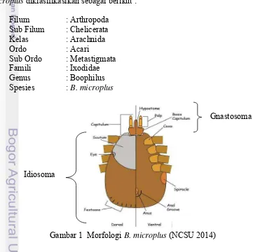 Gambar 1  Morfologi B. microplus (NCSU 2014)  