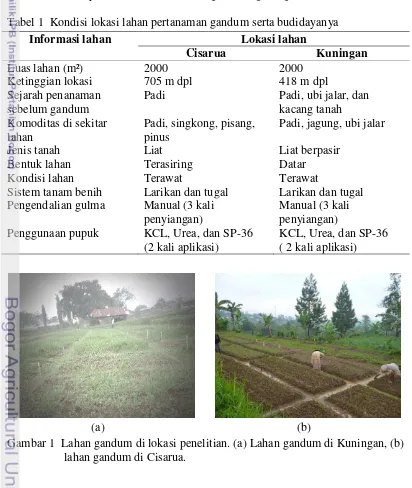 Tabel 1  Kondisi lokasi lahan pertanaman gandum serta budidayanya 