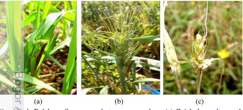 Gambar 4  Belalang Oxya sp. pada tanaman gandum. (a) Gejala kerusakan pada 