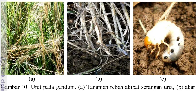 Gambar 10  Uret pada gandum. (a) Tanaman rebah akibat serangan uret, (b) akar 