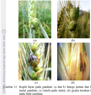 Gambar 12  Kepik hijau pada gandum. (a dan b) Imago jantan dan betina pada 