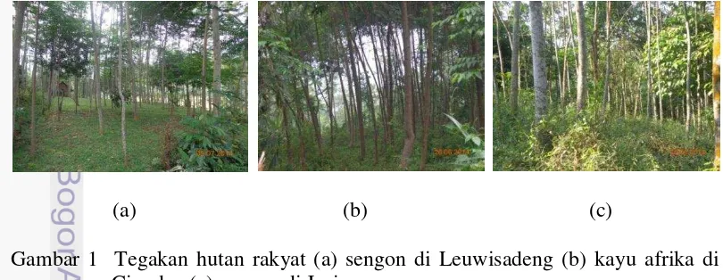 Gambar 1  Tegakan hutan rakyat (a) sengon di Leuwisadeng (b) kayu afrika di 