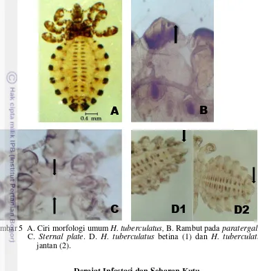 Gambar 5  A. Ciri morfologi umum H. tuberculatus, B. Rambut pada paratergal.  