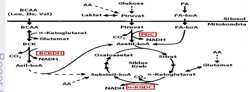 Gambar 1  Lokasi beberapa kompleks enzim di lintasan metabolisme intermediet 