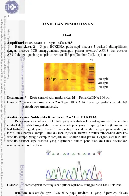 Gambar 2  Amplikon ruas ekson 2 – 3 gen BCKDHA diatas gel poliakrilamida 6% 