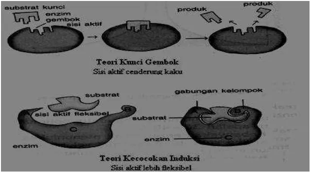 Gambar 4. Teori kunci-gembok dan teori kecocokan induksi (Page, 1997). 