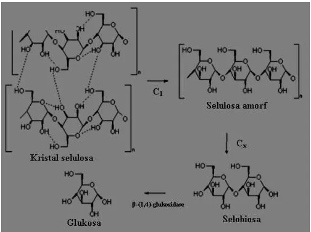Gambar 5. Mekanisme hidrolisis selulosa oleh enzim selulase   (Lee dan Koo, 2001). 