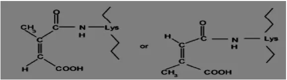 Gambar 9. Modifikasi gugus amina suatu residu lisin dalam protein oleh sitrakonat anhidrida (Sundari, 2011)