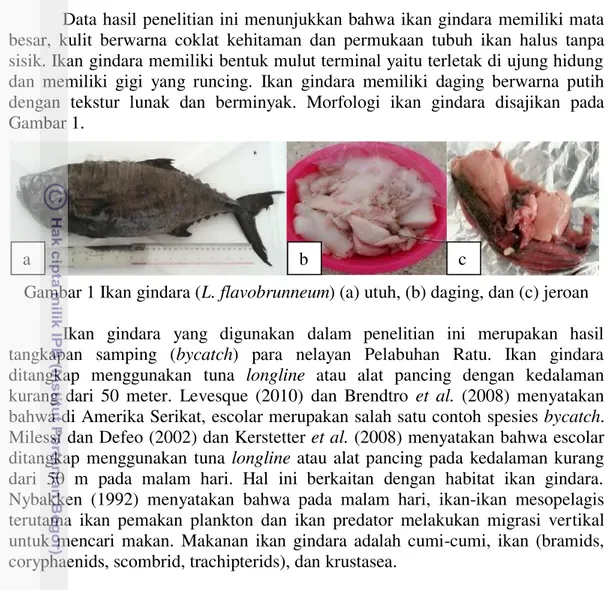 Gambar 1 Ikan gindara (L. flavobrunneum) (a) utuh, (b) daging, dan (c) jeroan  Ikan  gindara  yang  digunakan  dalam  penelitian  ini  merupakan  hasil  tangkapan  samping  (bycatch)  para  nelayan  Pelabuhan  Ratu