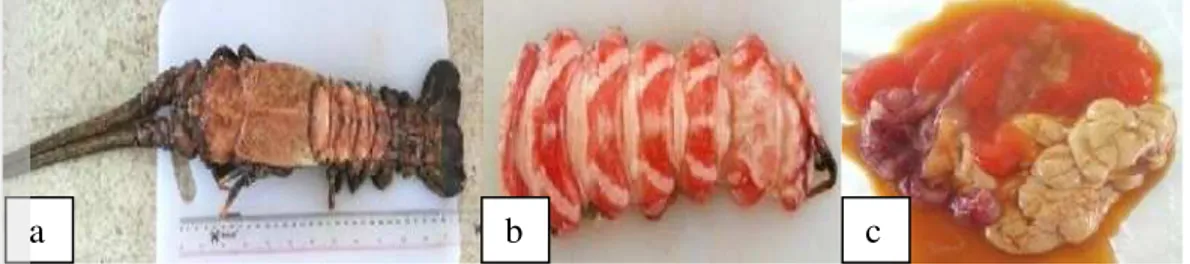 Gambar 2 Lobster gajah (L. somniosus) (a) utuh, (b) daging, dan (c) jeroan  Lobster  gajah  yang  digunakan  dalam  penelitian  ini  merupakan  hasil  tangkapan  samping  (bycatch)  para  nelayan  Pelabuhan  Ratu