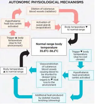 Figure 2.2 shows the flow chart for autonomic physiological mechanisms.  