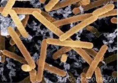 Gambar 1. Lactobacillus acidophilus Sumber : (www.sciencephoto.com) 