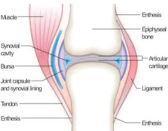 Figure 2.2Nomenclature of Synovial Joint