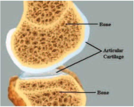 Figure 2.3Articular Cartilage