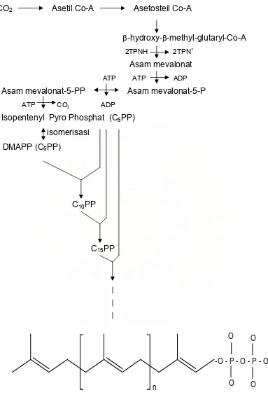 Gambar 2. Biosintesis Karet 