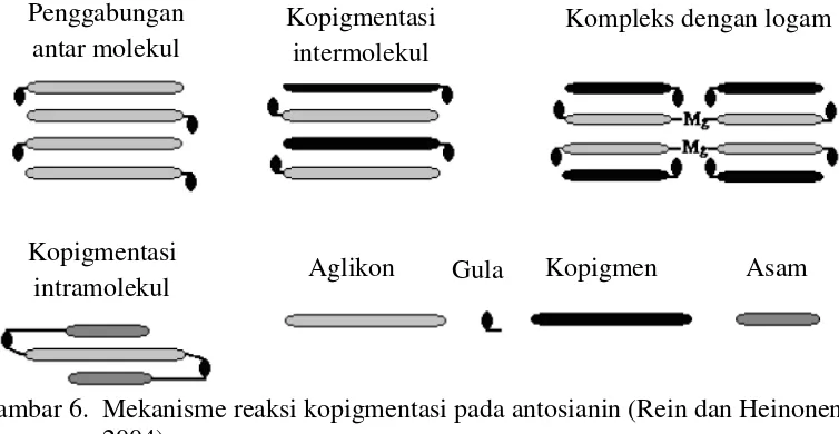 Gambar 6.  Mekanisme reaksi kopigmentasi pada antosianin (Rein dan Heinonen, 