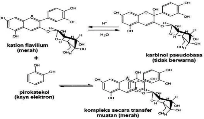 Gambar 7.  Pembentukan ikatan melalui transfer muatan antosianin dengan senyawa fenolik (pirokatekol) (Castenada et al., 2009) 