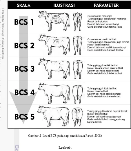 Gambar 2  Level BCS pada sapi (modifikasi Parish 2008) 