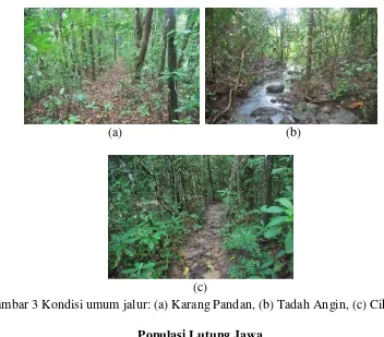 Gambar 3 Kondisi umum jalur: (a) Karang Pandan, (b) Tadah Angin, (c) Cikamal 