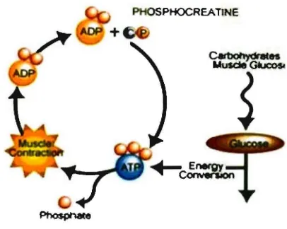 Gambar 3. Metabolisrne Phosphocreatine 