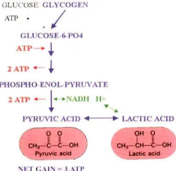 Gambar 4.  Metabolisme  Lactic glycoLytic 