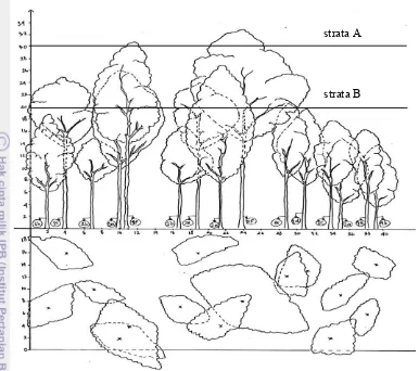 Gambar 8 Diagram profil pohon pada habitat bekantan 
