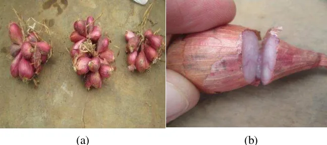 Gambar 7.  Pemisahan bibit umbi bawang merah berdasarkan ukuran (a)              pemotongan sepertiga pucuk umbi sebelum penanaman (b)