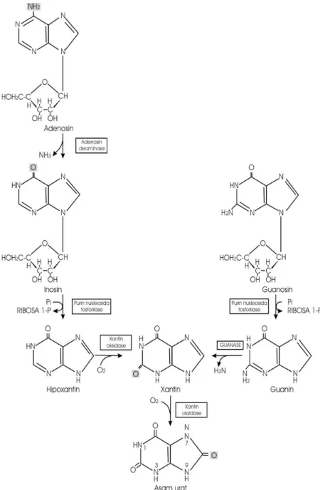 Gambar 1. Pembentukan Asam Urat dari Nukleosida Purin Melalui Basa Purin   Hipoxantin, Xantin dan Guanin (Rodwell, 1997) 