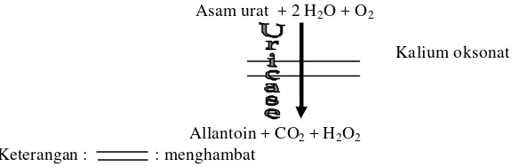 Gambar 4.  Mekanisme Aksi dari Kalium Oksonat Dalam Meningkatkan Kadar Asam Urat  (Zao et al, 2005) 