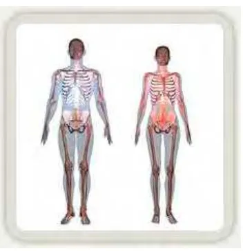 Figure 2.2 : Body Physical