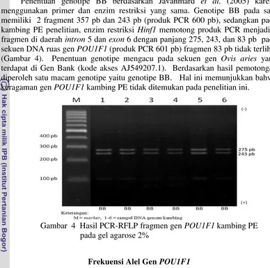 Gambar  4  Hasil PCR-RFLP fragmen gen POU1F1 kambing PE  