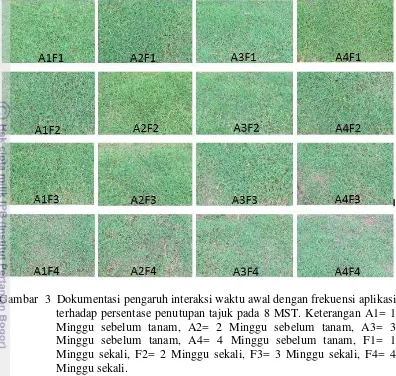 Gambar  3  Dokumentasi pengaruh interaksi waktu awal dengan frekuensi aplikasi 