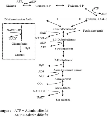 Gambar 6. Skema fermentasi glukosa menjadi alkohol (Embden Meyerhof-         Parnas Pathway) (Paturau, 1969)