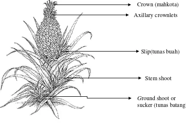 Gambar 1. Struktur morfologi tanaman nanas (Ananas Comosus [L] Merr). 