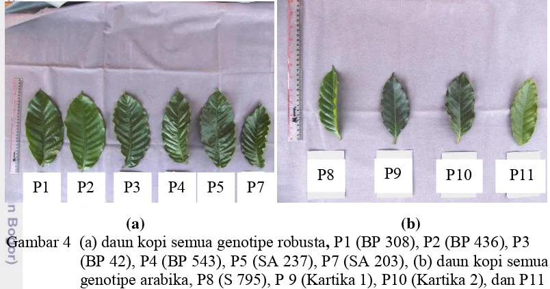 Gambar 4  (a) daun kopi semua genotipe robusta, P1 (BP 308), P2 (BP 436), P3    