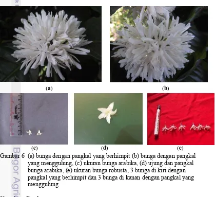 Gambar 6  (a) bunga dengan pangkal yang berhimpit (b) bunga dengan pangkal    