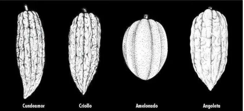 Gambar 1 Morfologi buah kakao (Wood dan Lass 1985) 
