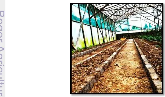 Gambar 8. Bedengan dalam  greenhouse PT Agro Dwipa Investindo tahun 2013 